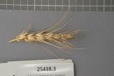 Click for 1 image(s) for this accession. Spike